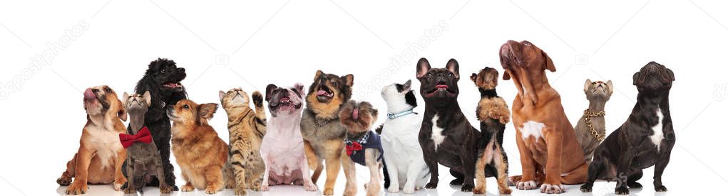 adorable group of curious cats and dogs look up while they stand, sit and lie on white background, wearing collars and bowties