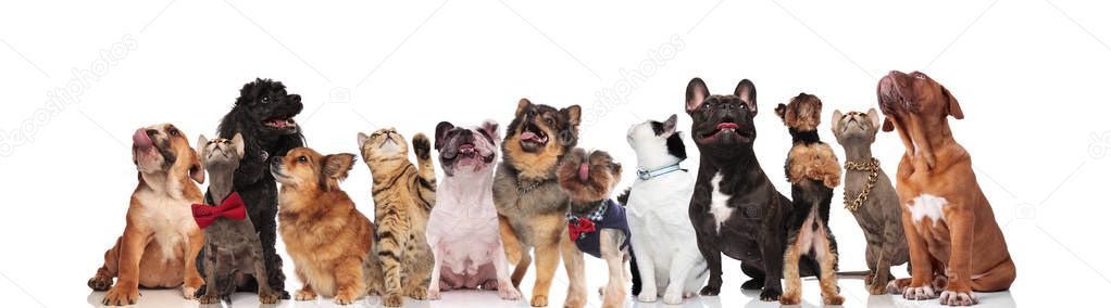 curious dogs and cats standing and sitting on white background looking up. They are wearing red bowties and colorful collars