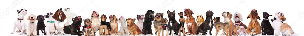 many different breeds of dogs looking up while standing and sitting on white background, wearing colored collars