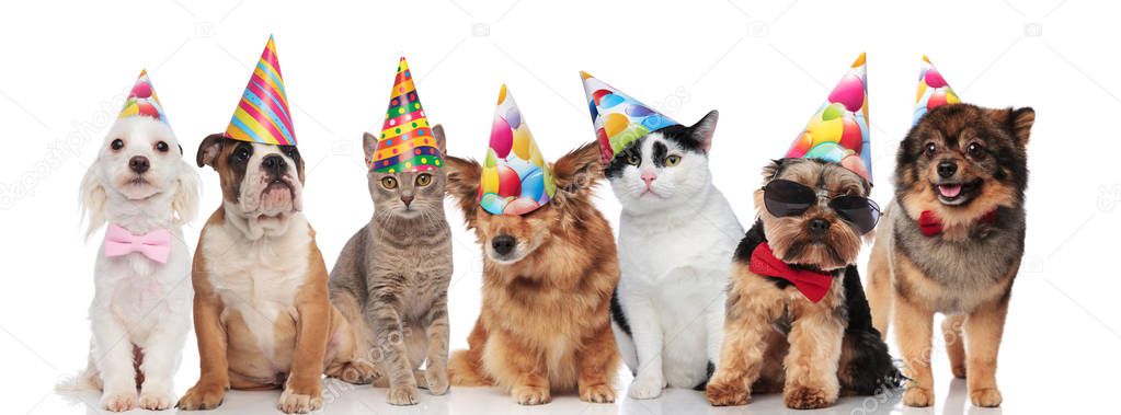 lovely birthday pets wearing colorful caps while standing and sitting on white background