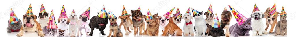 team of many cats and dogs wearing birthday hats while standing, sitting and lying on white background