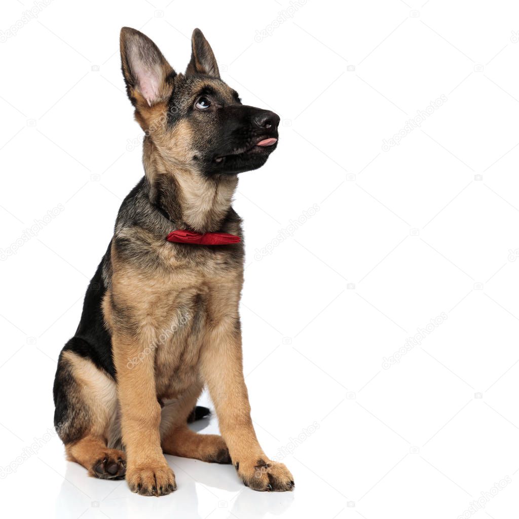 curious german shepard with red bowtie and tongue exposed looks up to side while sitting on white background