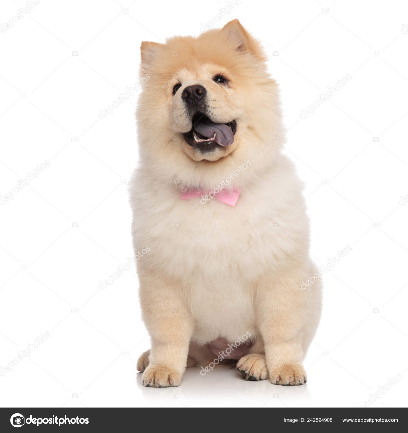 pink chow chow