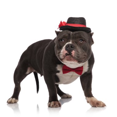 Beyaz arka plan üzerinde dururken yanına beyefendi Amerikan zorba şapka ve papyon giyiyor örnek alıyor