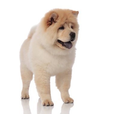 meraklı chow chow beyaz arka plan üzerinde durur ve nefes nefese süre tarafına görünüyor