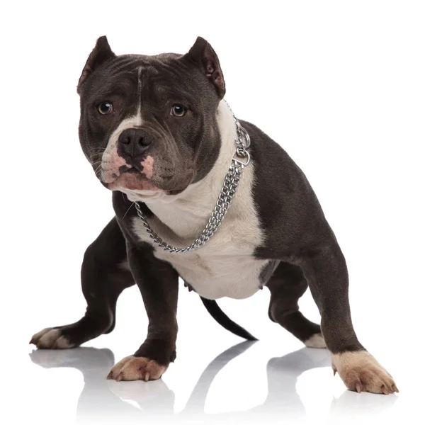 Cute American Bully Wearing Collar Standing White Background Looking Side — Stock Photo, Image
