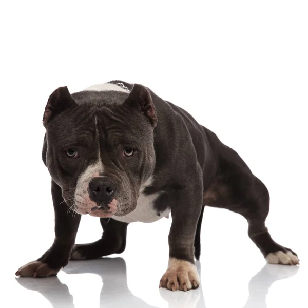 Adorable Black White American Bully Standing White Background Looks — Stock Photo, Image