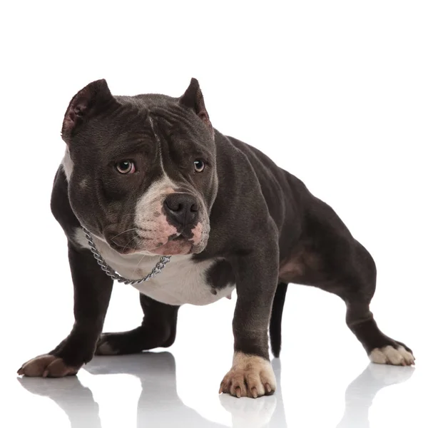 Cute American Bully Wearing Chain Looks Side While Standing White — Stock Photo, Image