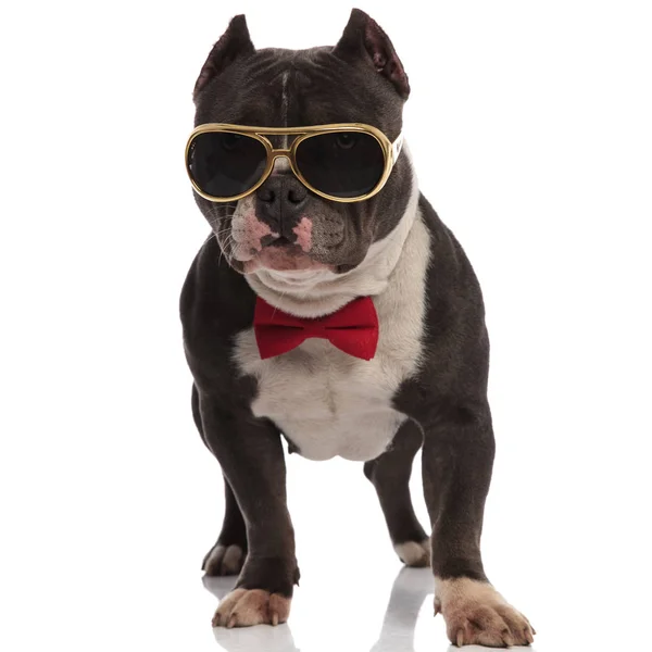 Classy American Bully Wearing Gold Sunglasses Red Bowtie Looks Side — Stock Photo, Image