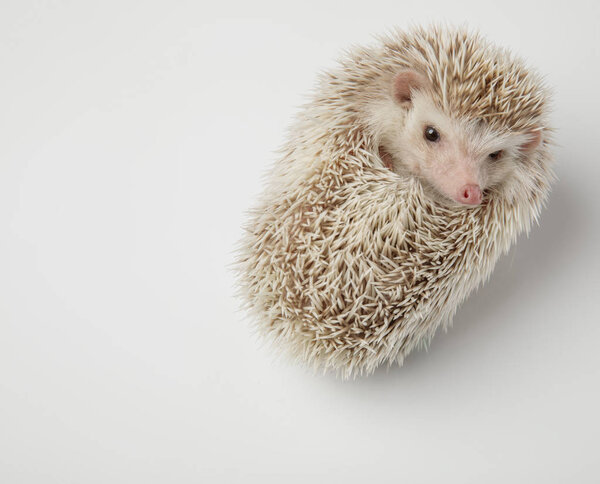 милый карлик африканский ёжик, лежащий на спине смотрит в сторону на белом фоне
