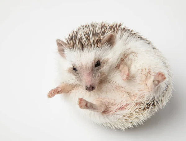 Cute African Dwarf Hedgehog Resting White Background Its Back — Stock Photo, Image