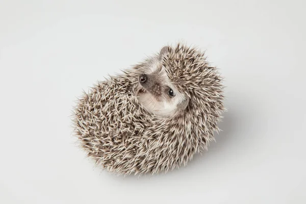 Little Grey Hedgehog Resting Its Back Light Grey Background — Stock Photo, Image