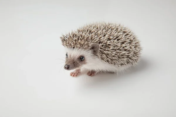 Adorable African Dwarf Hedgehog Walks Side Light Grey Background — Stock Photo, Image