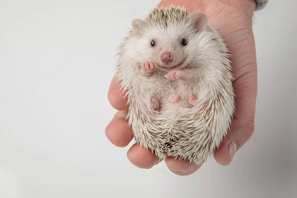 Cute African Dwarf Hedgehog Lying Person Hand Light Grey Background — Stock Photo, Image
