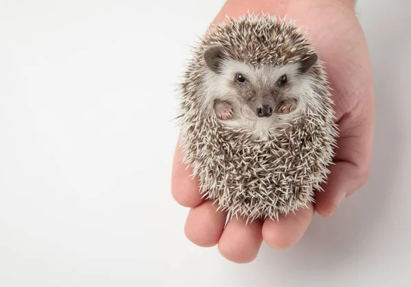 Mensen Houden Van Leuke Grijze Egel Zijn Hand Witte Achtergrond — Stockfoto