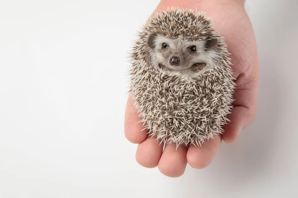 Person Holding Adorable African Dwarf Hedgehog Hand Light Grey Background — Stock Photo, Image