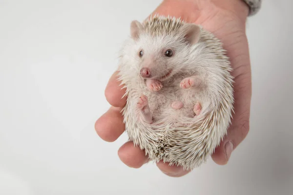 Adorable Enano Africano Erizo Relajarse Mano Gente Mira Lado — Foto de Stock