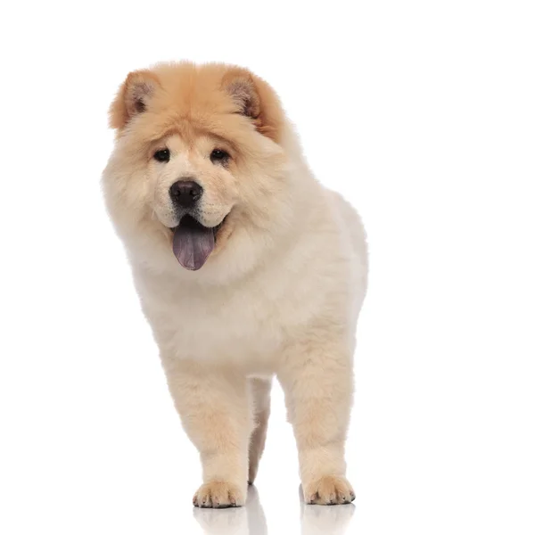 Yellow Chow Chow Stands White Background Looks Side While Panting — Stock Photo, Image