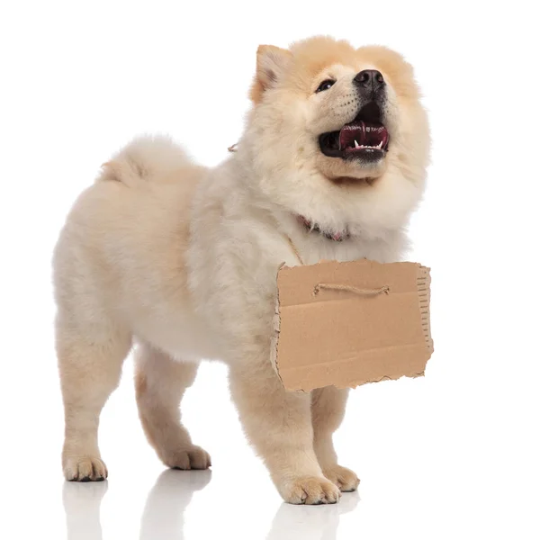 Cute Chow Chow Standing White Background Tongue Exposed Looking Side — Stock Photo, Image