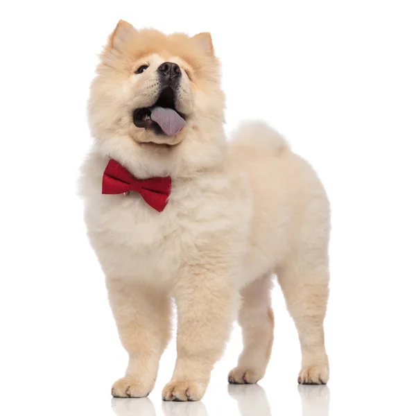 Chow Chow Chow Eccitato Con Papillon Rosso Guarda Lato Mentre — Foto Stock