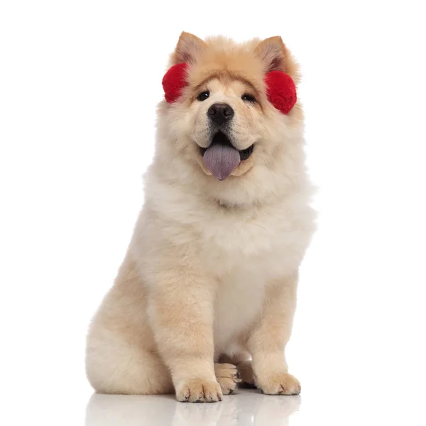 Adorable Chow Chow Wearing Red Winter Earmuffs Tongue Exposed Sitng — Stock Photo, Image