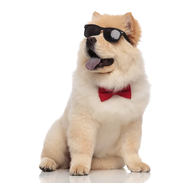 Classy Chow Chow Wearing Sunglasses Red Bowtie Looks Side While — Stock Photo, Image