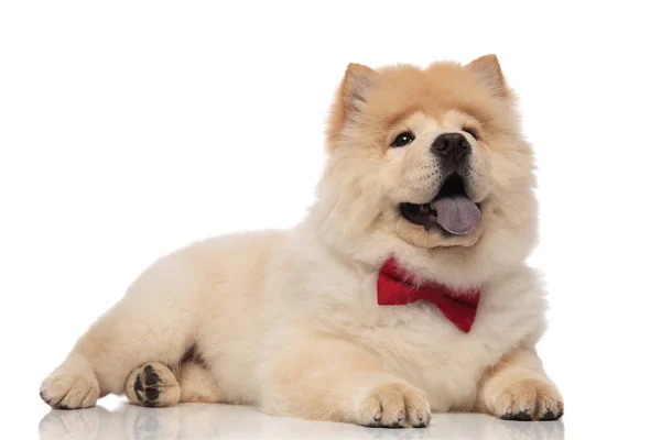 Happy Chow Chow Bowtie Panting While Resting White Background Looking — Stock Photo, Image