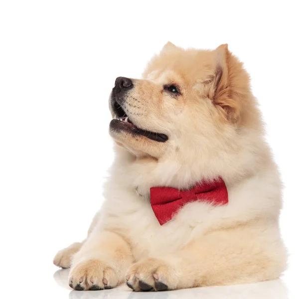 Chow Chow Cavalheiro Vestindo Vermelho Bowtie Olha Para Lado Deitada — Fotografia de Stock