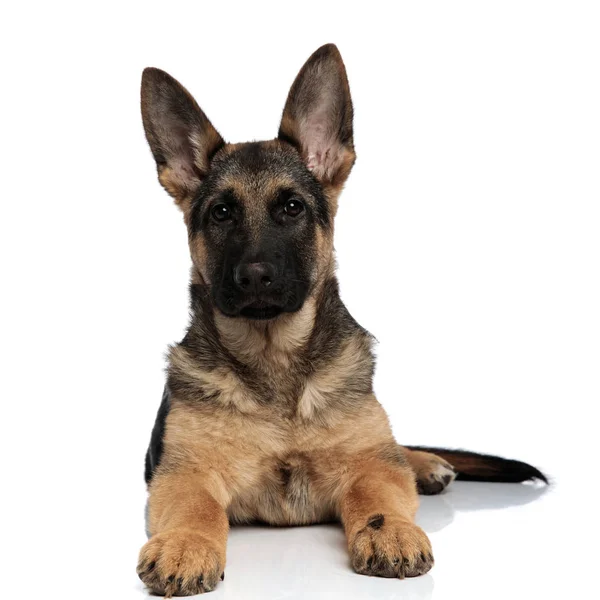 Lindo Perro Lobo Negro Marrón Relajante Sobre Fondo Blanco —  Fotos de Stock