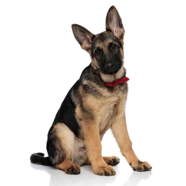 Classy German Shepard Wearing Red Bowtie Sits White Background — Stock Photo, Image