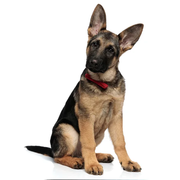 Elegant Seated Sheepdog Red Bowtie White Background — Stock Photo, Image