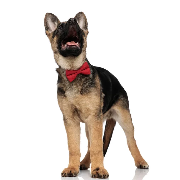 Cão Lobo Surpreso Vestindo Bowtie Vermelho Olhando Para Cima Enquanto — Fotografia de Stock