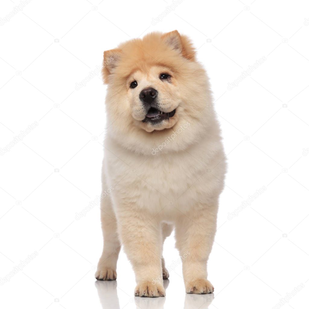 furry chow chow with blue tongue exposed looks to side while standing on white background