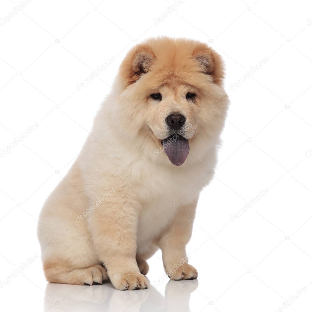 cute chow chow with blue tongue exposed looks down to side while sitting on white background