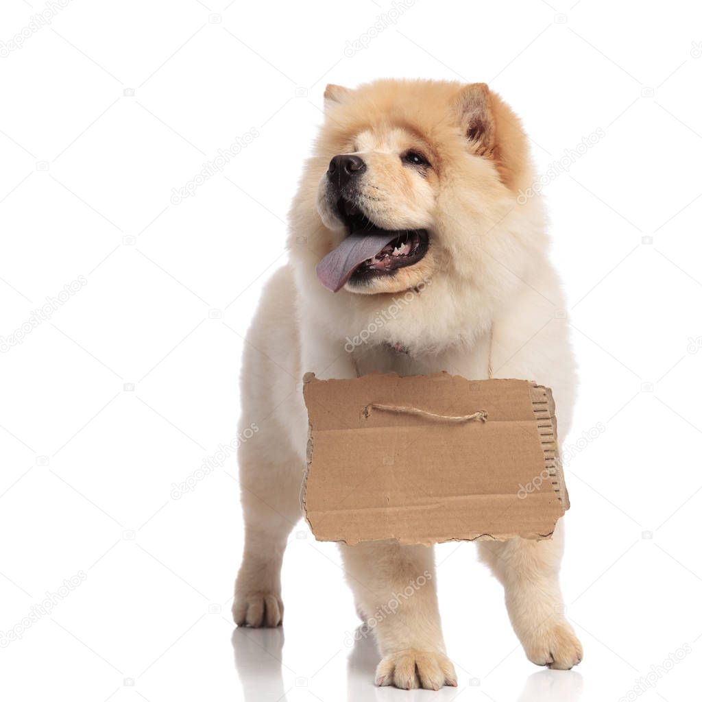 panting chow chow with carton sign around neck looks up to side while standing on white background