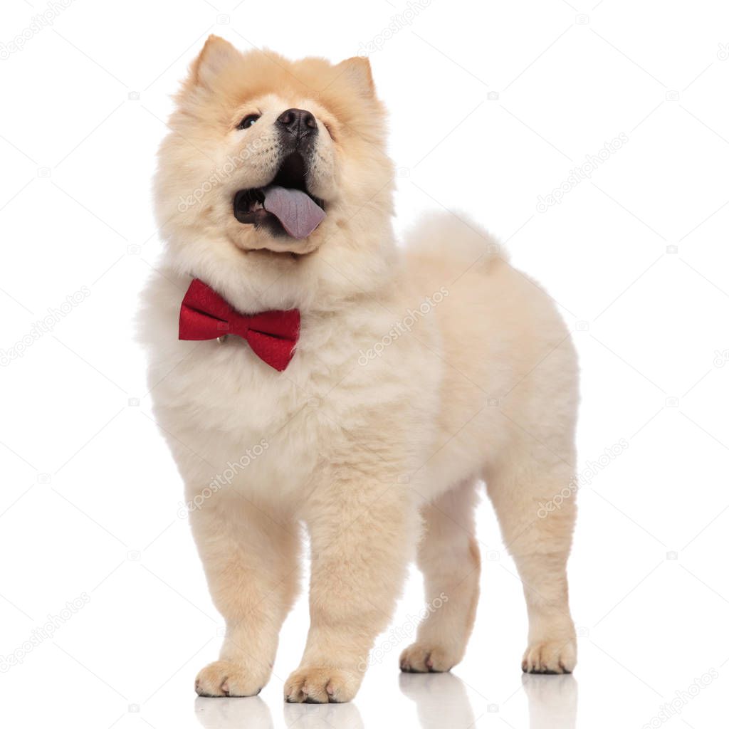 excited chow chow with red bowtie looks up to side while standing on white background and panting