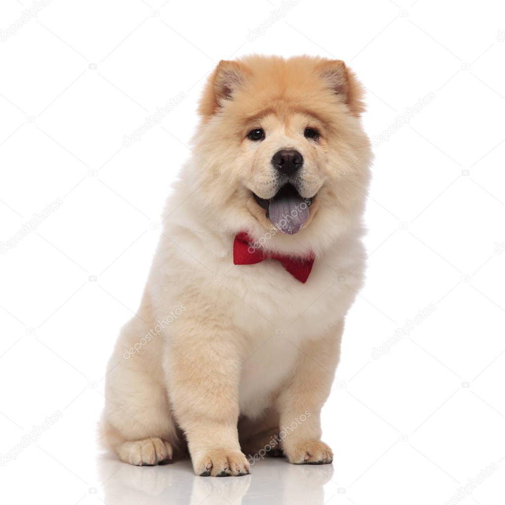 adorable chow chow wearing red bowtie sitting on white background with tongue exposed