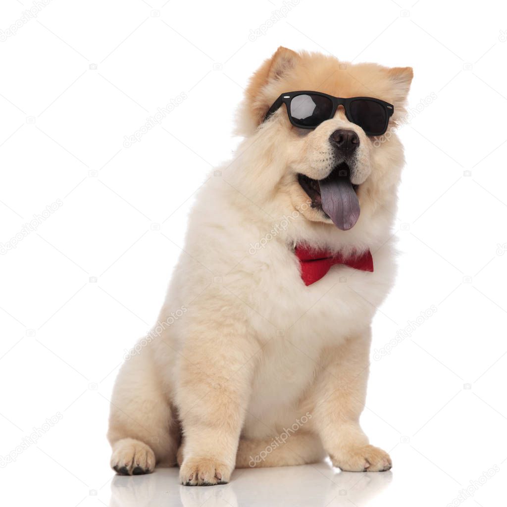 curious chow chow wearing red bowtie and sunglasses sitting on white background and looking up to side