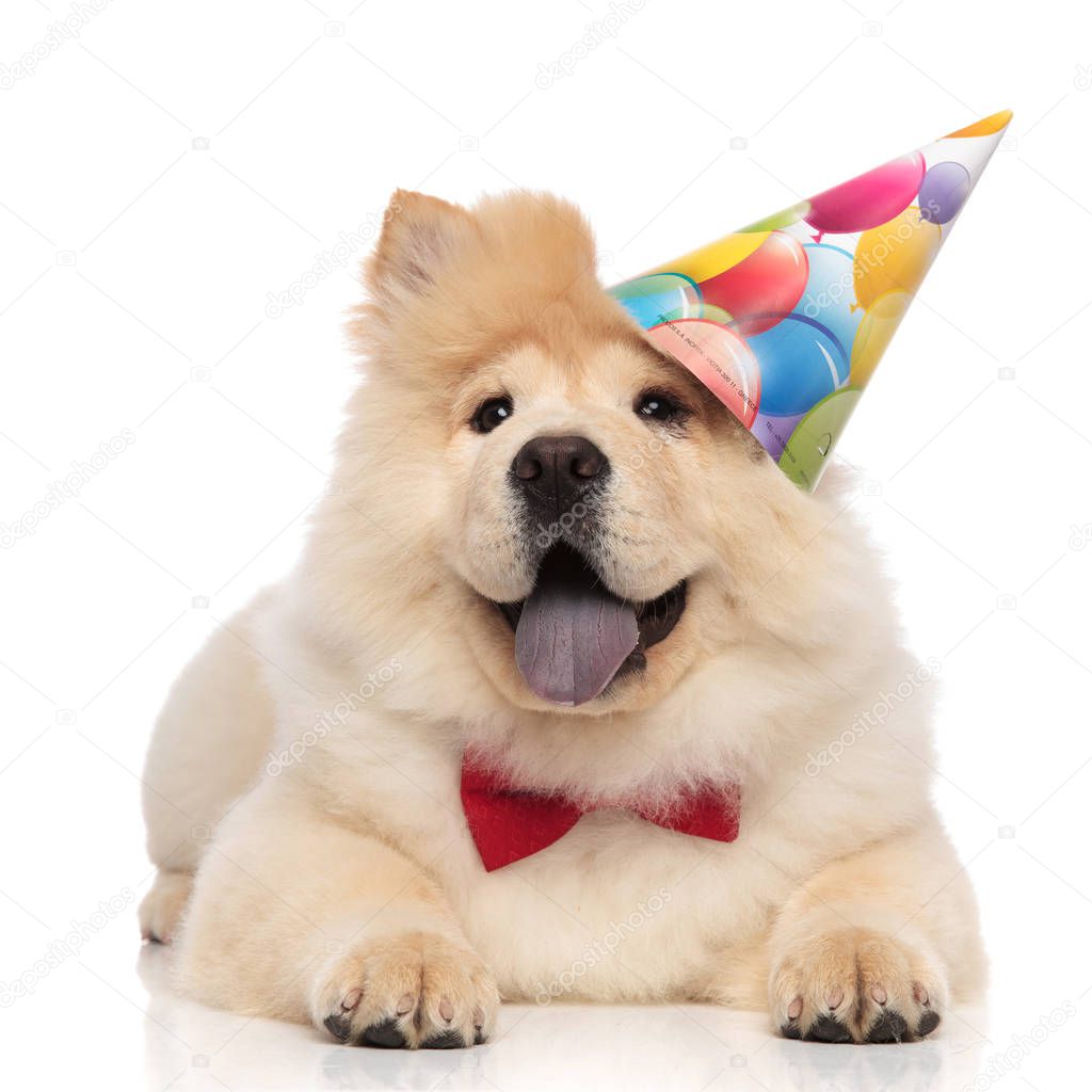curious chow chow wearing birthday cap and red bowtie looks up to side while relaxing on white background