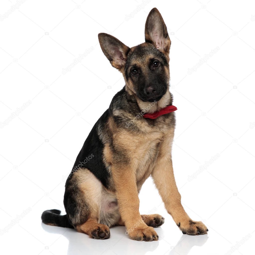 classy german shepard wearing red bowtie sits on white background
