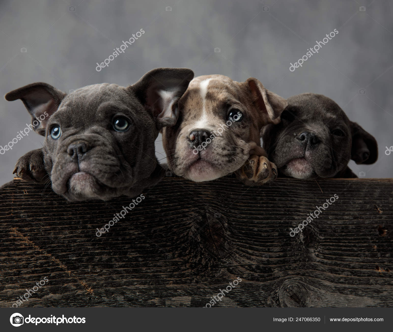 Three Adorable American Bully Puppies Wooden Box Grey Background — Stock  Photo © feedough #247066350, image size:1600x1350