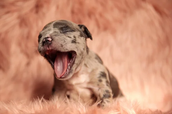 Zijaanzicht Van Schattige Bruin American Bully Pup Zit Geeuwen Roze — Stockfoto