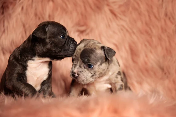 Lindo Americano Bully Cachorro Besos Otro Cachorro Frente Rosa Peludo —  Fotos de Stock