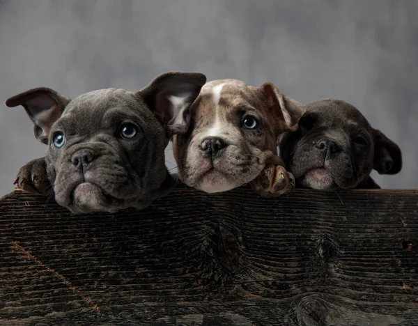 Tres Adorables Cachorros Acosadores Americanos Una Caja Madera Sobre Fondo —  Fotos de Stock