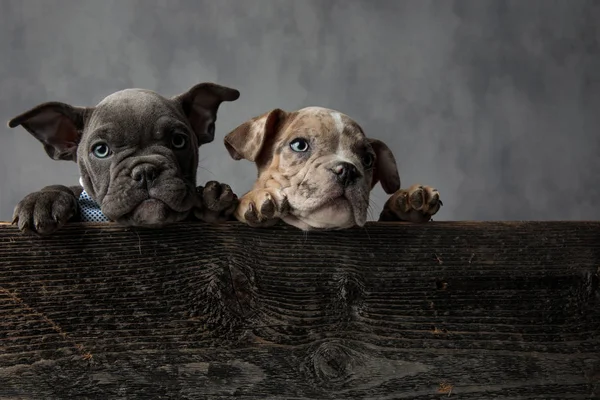 Pareja Adorables Cachorros Bravuconos Americanos Con Corbatas Una Caja Madera —  Fotos de Stock