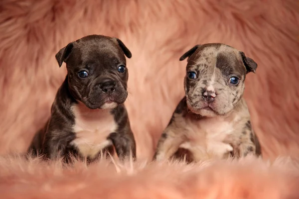 Vista Frontal Lindos Cachorros Bravuconos Americanos Sentados Sobre Fondo Peludo —  Fotos de Stock