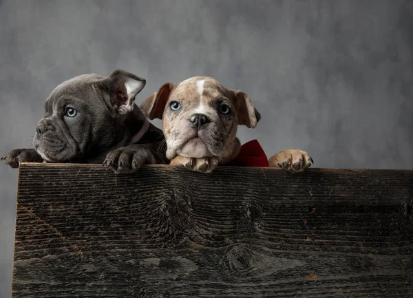 Adorable Pareja Americano Bully Cachorros Madera Caja Gris Fondo —  Fotos de Stock