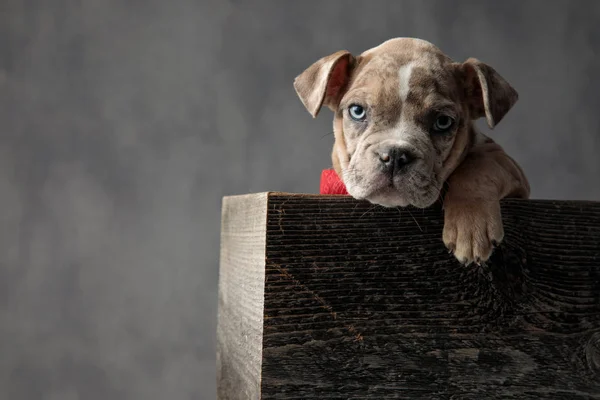 cute american bully puppy dog with a paw hanging is sitting in a wooden box on grey background