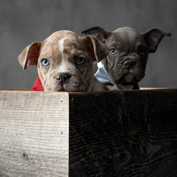 Dos Adorables Cachorros Bravucones Americanos Con Corbatas Una Caja Madera —  Fotos de Stock