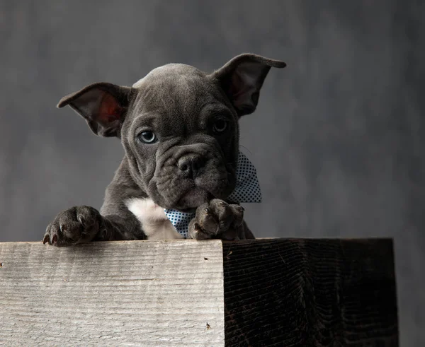 Adorable American Bully Puppy Sitting Wooden Box Wearing Bowtie Grey — Stock Photo, Image